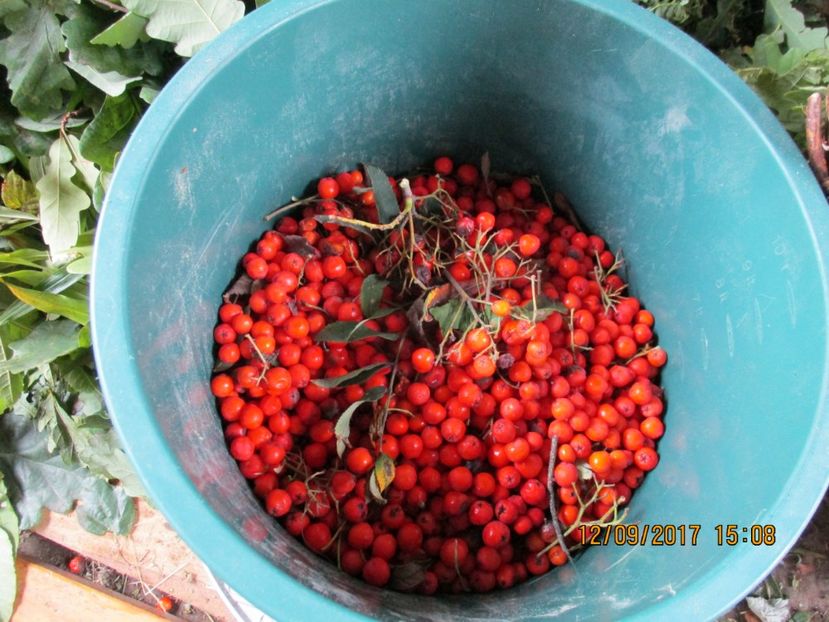  - Poze noi 2018 Tapul Petre la monta plante medicinale peisaje frumoase