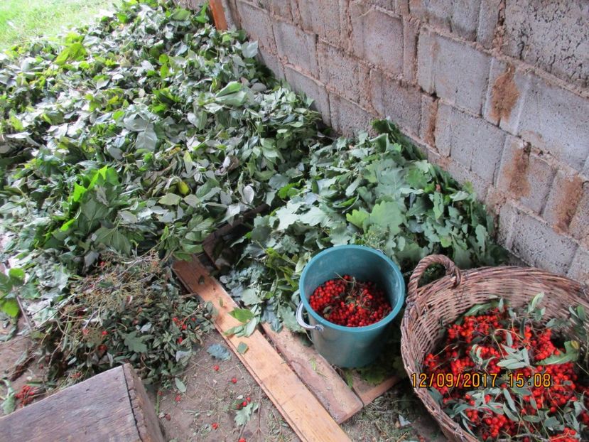  - Poze noi 2018 Tapul Petre la monta plante medicinale peisaje frumoase