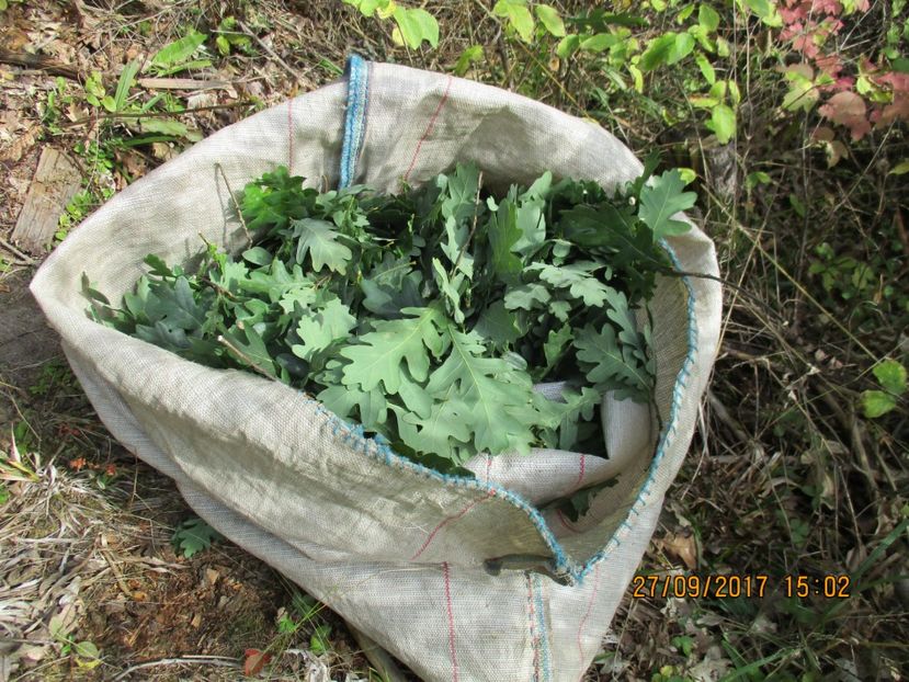  - Poze noi 2018 Tapul Petre la monta plante medicinale peisaje frumoase