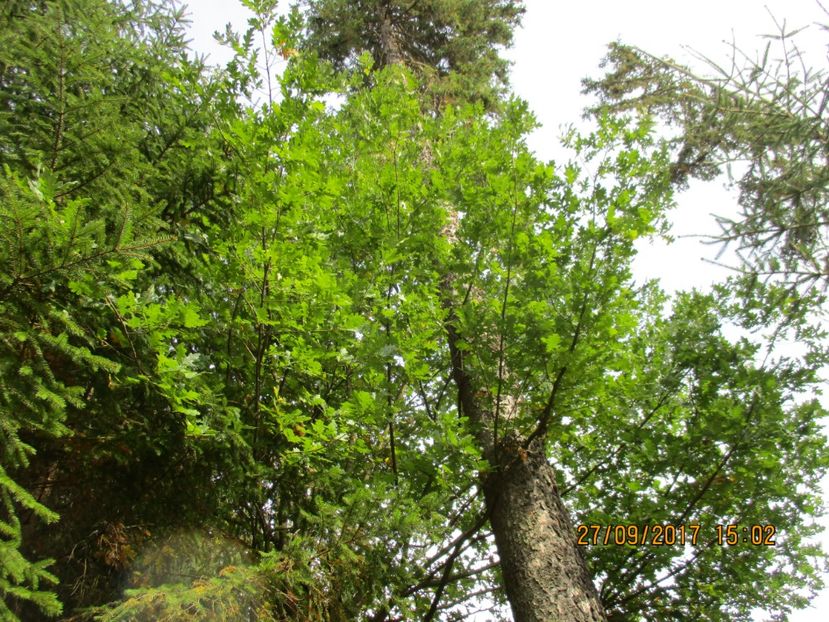  - Poze noi 2018 Tapul Petre la monta plante medicinale peisaje frumoase
