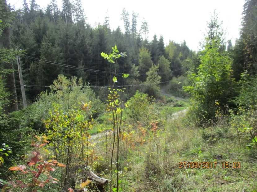  - Poze noi 2018 Tapul Petre la monta plante medicinale peisaje frumoase