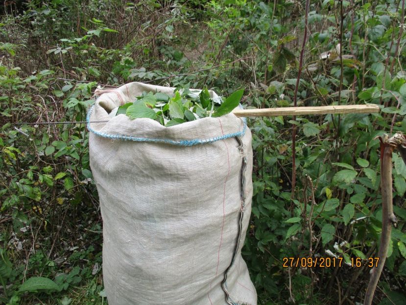  - Poze noi 2018 Tapul Petre la monta plante medicinale peisaje frumoase