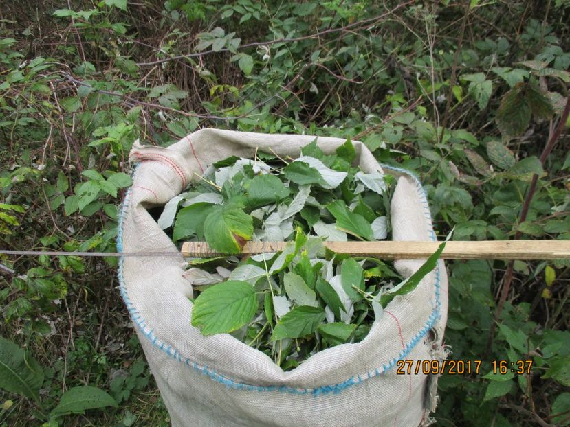  - Poze noi 2018 Tapul Petre la monta plante medicinale peisaje frumoase