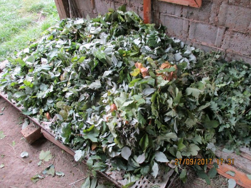  - Poze noi 2018 Tapul Petre la monta plante medicinale peisaje frumoase