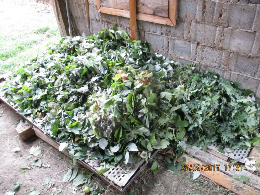  - Poze noi 2018 Tapul Petre la monta plante medicinale peisaje frumoase