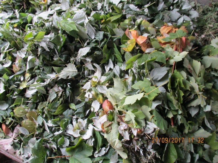  - Poze noi 2018 Tapul Petre la monta plante medicinale peisaje frumoase