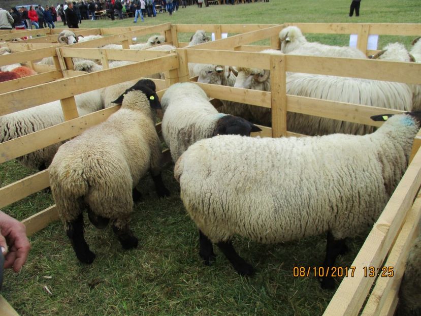  - Poze noi 2018 Tapul Petre la monta plante medicinale peisaje frumoase