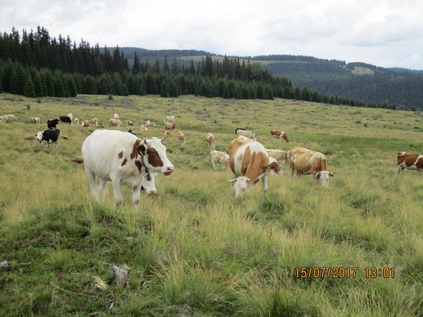 vacile pe pasune-1 - Poze noi 2018 Tapul Petre la monta plante medicinale peisaje frumoase