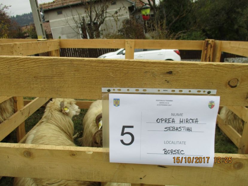  - EXPOZITIA CAPRE OI SARMAS HARGHITA 2017 POZE FRUMOASE