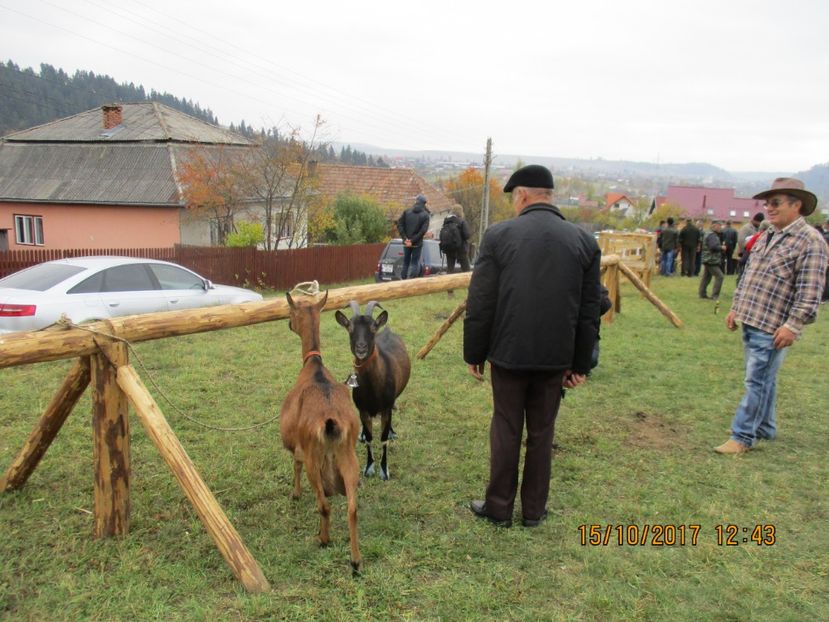  - EXPOZITIA CAPRE OI SARMAS HARGHITA 2017 POZE FRUMOASE