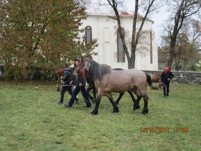  - EXPOZITIA CAPRE OI SARMAS HARGHITA 2017 POZE FRUMOASE