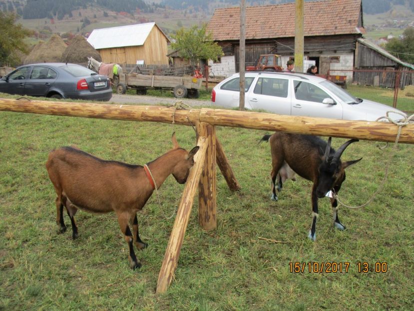  - EXPOZITIA CAPRE OI SARMAS HARGHITA 2017 POZE FRUMOASE