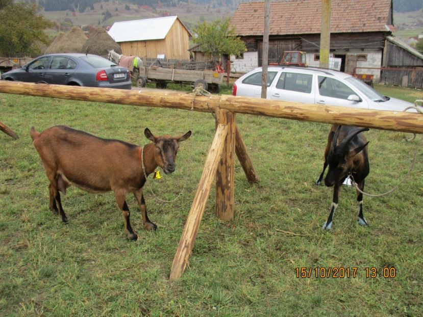  - EXPOZITIA CAPRE OI SARMAS HARGHITA 2017 POZE FRUMOASE