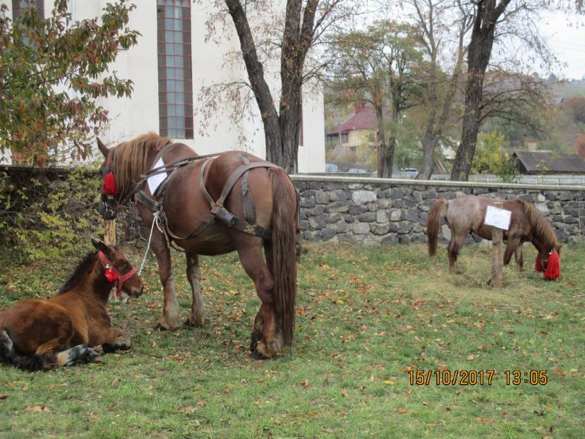  - EXPOZITIA CAPRE OI SARMAS HARGHITA 2017 POZE FRUMOASE