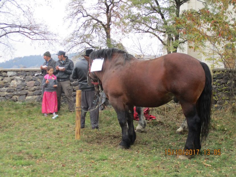 - EXPOZITIA CAPRE OI SARMAS HARGHITA 2017 POZE FRUMOASE