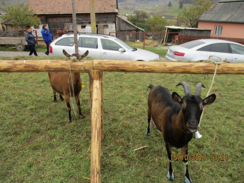  - EXPOZITIA CAPRE OI SARMAS HARGHITA 2017 POZE FRUMOASE