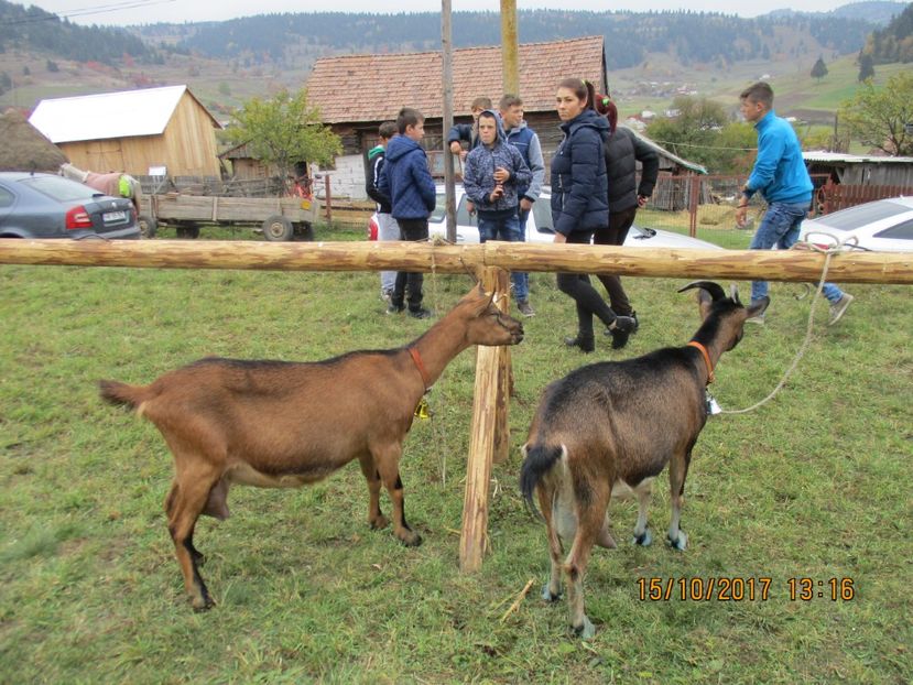  - EXPOZITIA CAPRE OI SARMAS HARGHITA 2017 POZE FRUMOASE