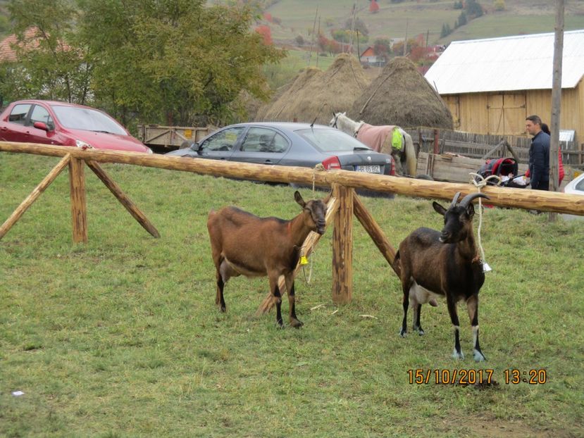  - EXPOZITIA CAPRE OI SARMAS HARGHITA 2017 POZE FRUMOASE