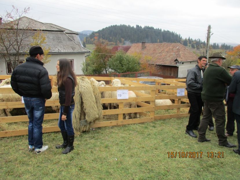  - EXPOZITIA CAPRE OI SARMAS HARGHITA 2017 POZE FRUMOASE