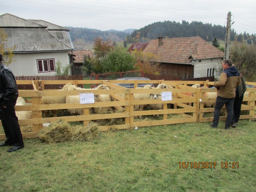  - EXPOZITIA CAPRE OI SARMAS HARGHITA 2017 POZE FRUMOASE