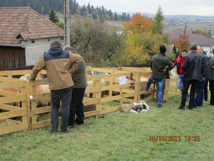  - EXPOZITIA CAPRE OI SARMAS HARGHITA 2017 POZE FRUMOASE