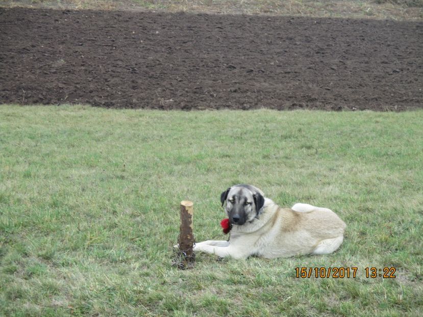  - EXPOZITIA CAPRE OI SARMAS HARGHITA 2017 POZE FRUMOASE