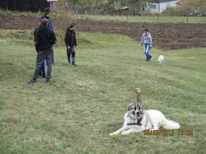  - EXPOZITIA CAPRE OI SARMAS HARGHITA 2017 POZE FRUMOASE