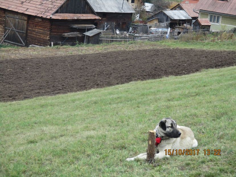  - EXPOZITIA CAPRE OI SARMAS HARGHITA 2017 POZE FRUMOASE