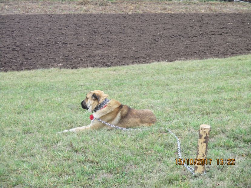  - EXPOZITIA CAPRE OI SARMAS HARGHITA 2017 POZE FRUMOASE