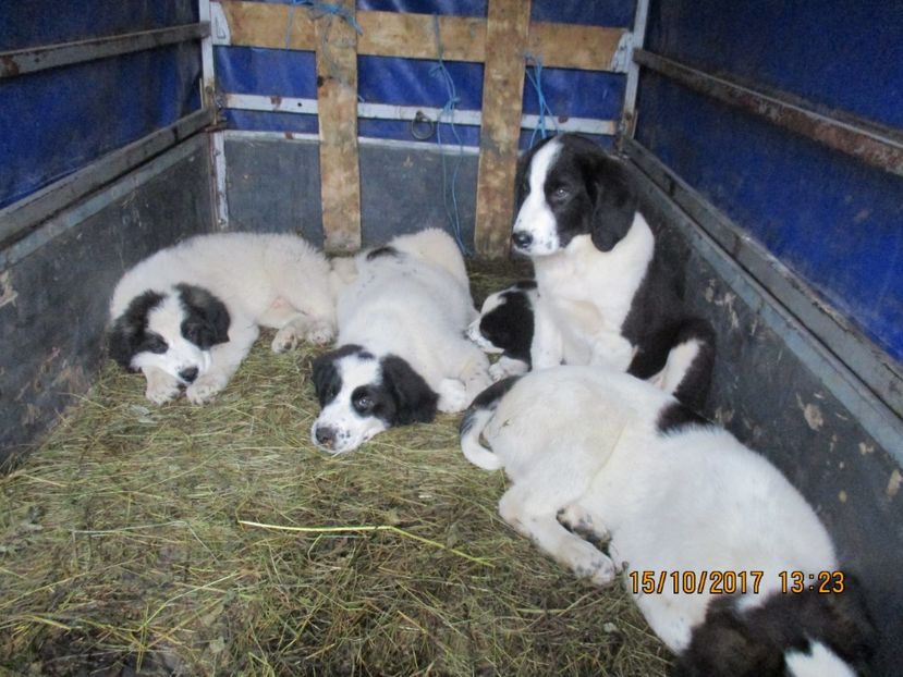  - EXPOZITIA CAPRE OI SARMAS HARGHITA 2017 POZE FRUMOASE