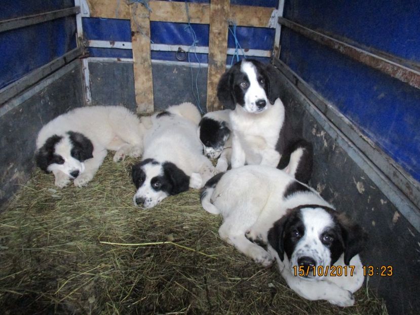  - EXPOZITIA CAPRE OI SARMAS HARGHITA 2017 POZE FRUMOASE