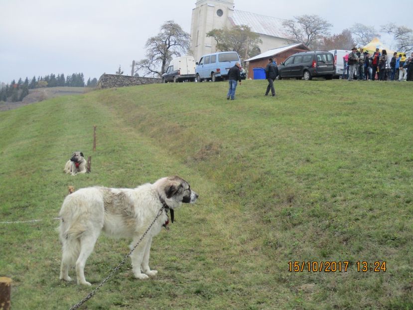  - EXPOZITIA CAPRE OI SARMAS HARGHITA 2017 POZE FRUMOASE