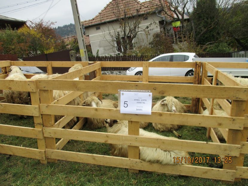  - EXPOZITIA CAPRE OI SARMAS HARGHITA 2017 POZE FRUMOASE