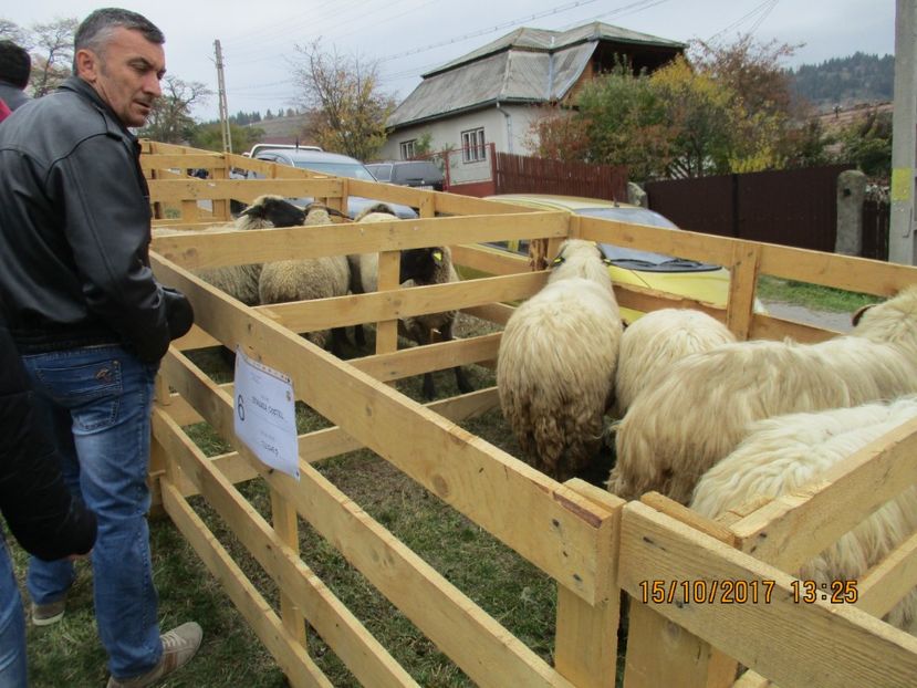  - EXPOZITIA CAPRE OI SARMAS HARGHITA 2017 POZE FRUMOASE