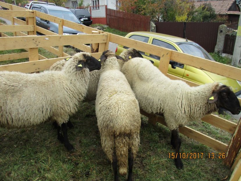  - EXPOZITIA CAPRE OI SARMAS HARGHITA 2017 POZE FRUMOASE