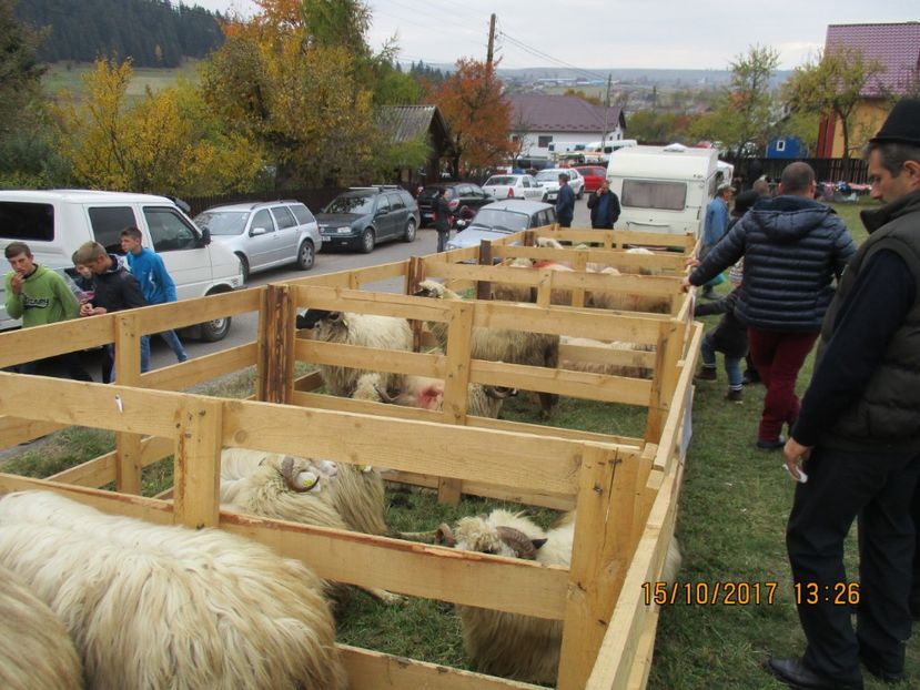  - EXPOZITIA CAPRE OI SARMAS HARGHITA 2017 POZE FRUMOASE