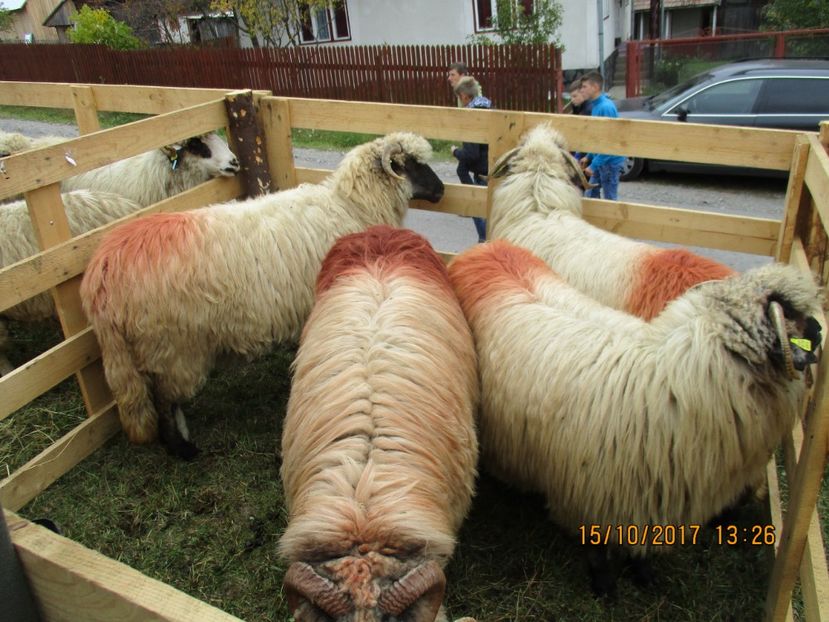  - EXPOZITIA CAPRE OI SARMAS HARGHITA 2017 POZE FRUMOASE