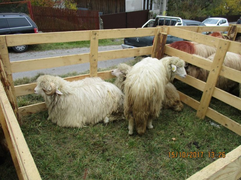  - EXPOZITIA CAPRE OI SARMAS HARGHITA 2017 POZE FRUMOASE