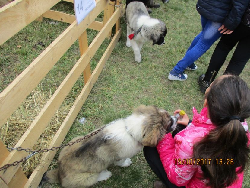  - EXPOZITIA CAPRE OI SARMAS HARGHITA 2017 POZE FRUMOASE