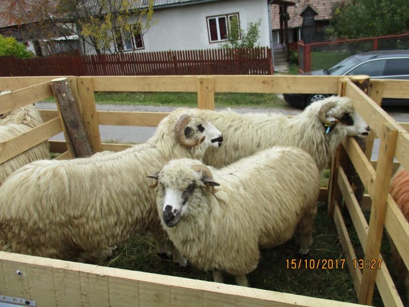  - EXPOZITIA CAPRE OI SARMAS HARGHITA 2017 POZE FRUMOASE