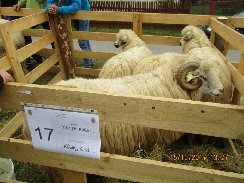  - EXPOZITIA CAPRE OI SARMAS HARGHITA 2017 POZE FRUMOASE