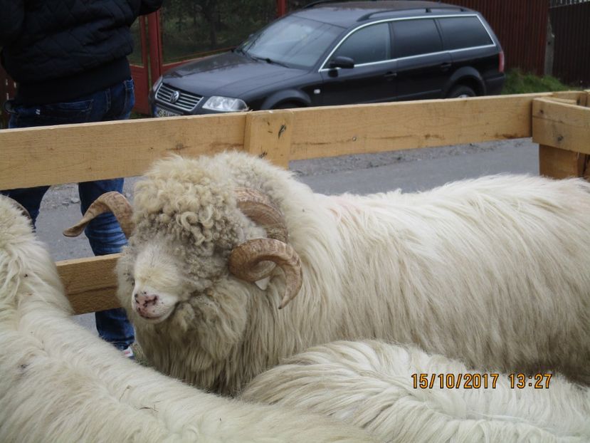  - EXPOZITIA CAPRE OI SARMAS HARGHITA 2017 POZE FRUMOASE