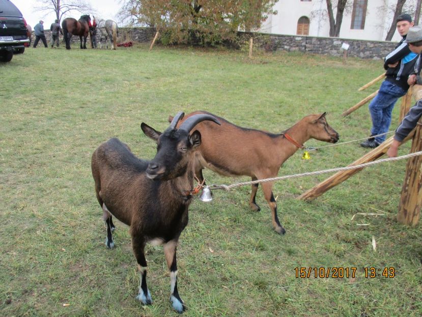  - EXPOZITIA CAPRE OI SARMAS HARGHITA 2017 POZE FRUMOASE