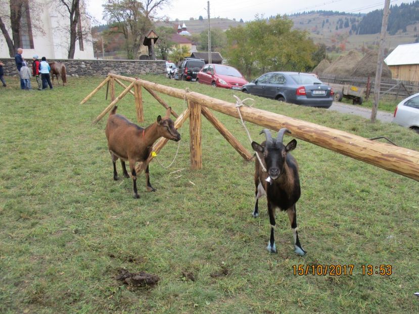  - EXPOZITIA CAPRE OI SARMAS HARGHITA 2017 POZE FRUMOASE