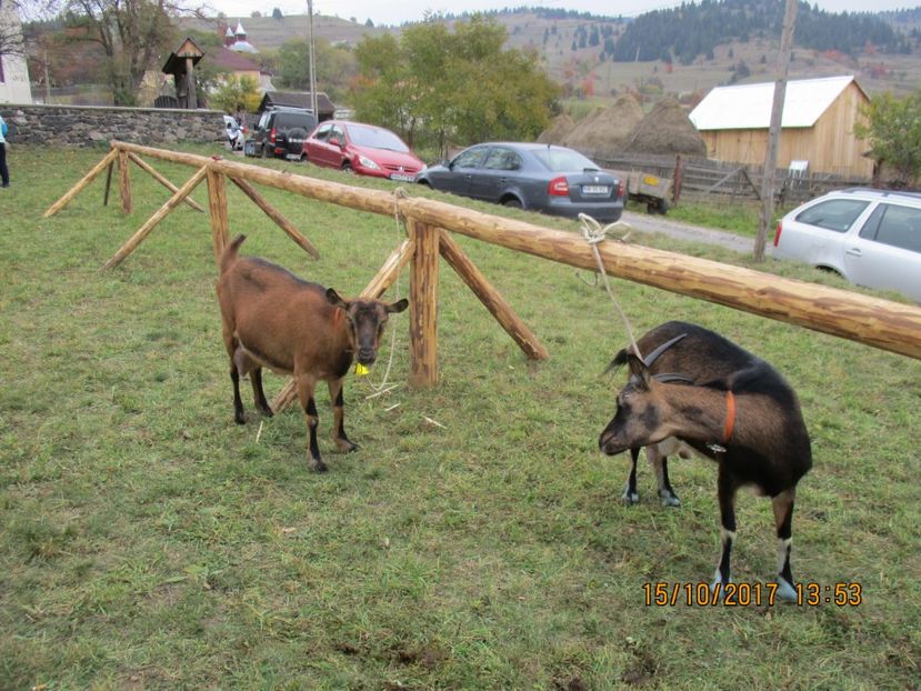  - EXPOZITIA CAPRE OI SARMAS HARGHITA 2017 POZE FRUMOASE