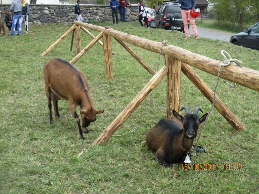  - EXPOZITIA CAPRE OI SARMAS HARGHITA 2017 POZE FRUMOASE