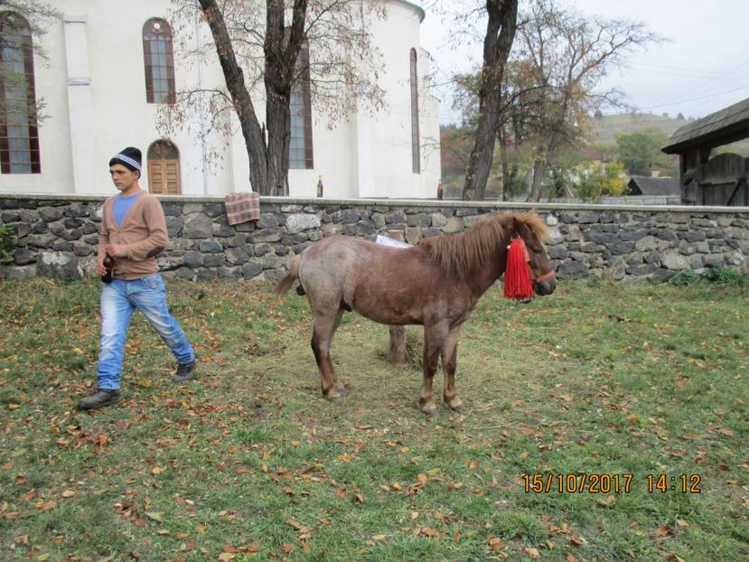  - EXPOZITIA CAPRE OI SARMAS HARGHITA 2017 POZE FRUMOASE