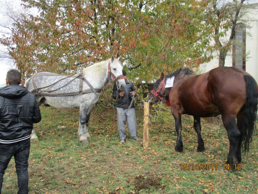  - EXPOZITIA CAPRE OI SARMAS HARGHITA 2017 POZE FRUMOASE