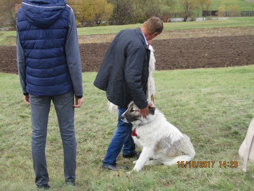  - EXPOZITIA CAPRE OI SARMAS HARGHITA 2017 POZE FRUMOASE