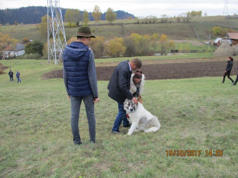  - EXPOZITIA CAPRE OI SARMAS HARGHITA 2017 POZE FRUMOASE